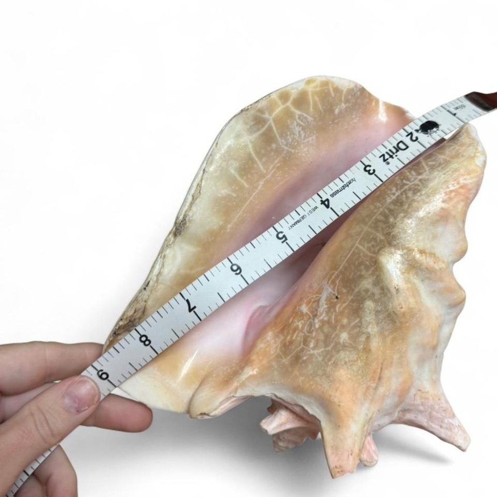 9" Pink Conch Shell Beautiful pink conch shell with a unique shape and texture - Picture 6 of 8
